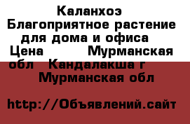  Каланхоэ. Благоприятное растение для дома и офиса. › Цена ­ 100 - Мурманская обл., Кандалакша г.  »    . Мурманская обл.